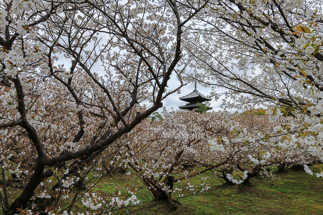 Cherry Blossom Reports Kyoto Petals Starting To Fall