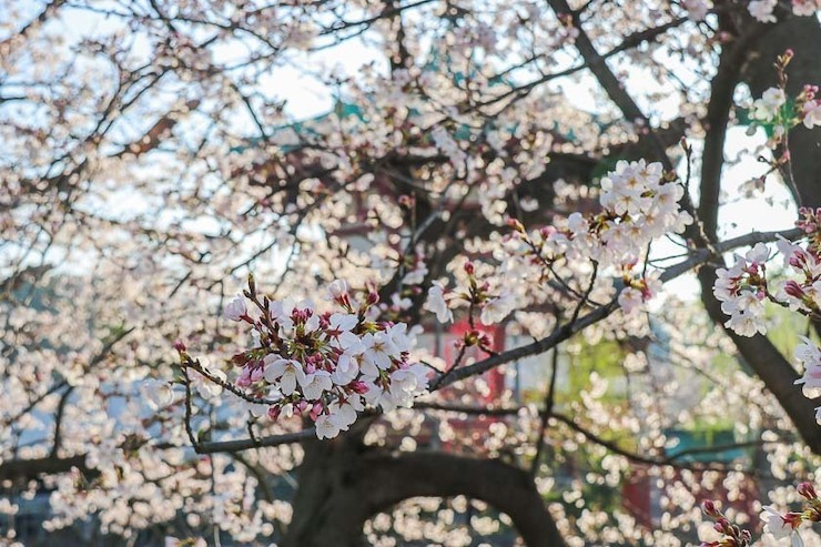 Cherry Blossom Reports 2023 Tokyo Approaching Full Bloom