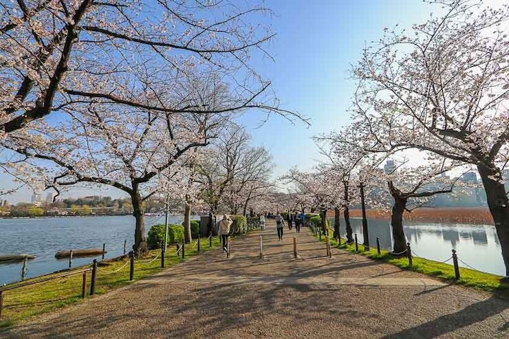 Cherry Blossom Reports Tokyo Approaching Full Bloom