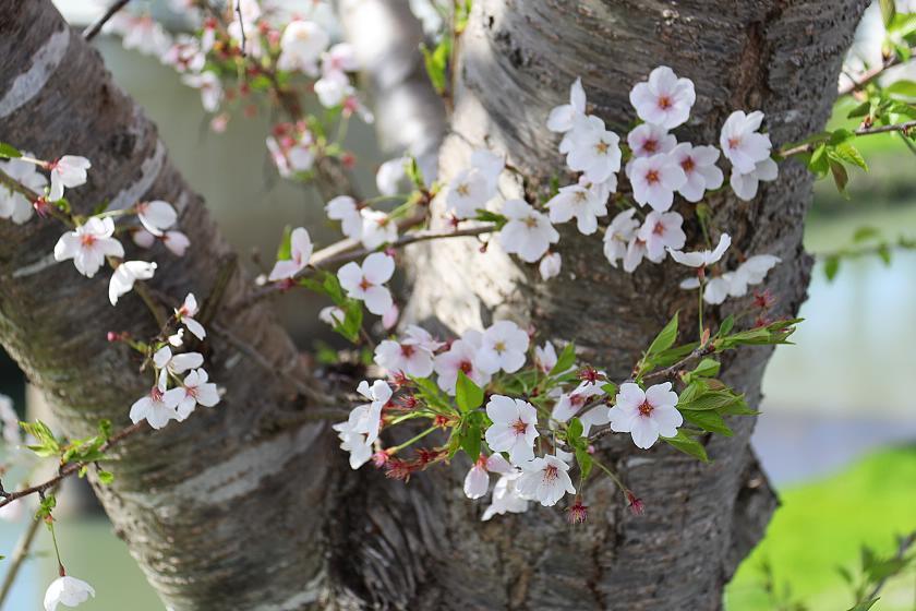 Cherry Blossom Reports Kobe Petals Starting To Fall