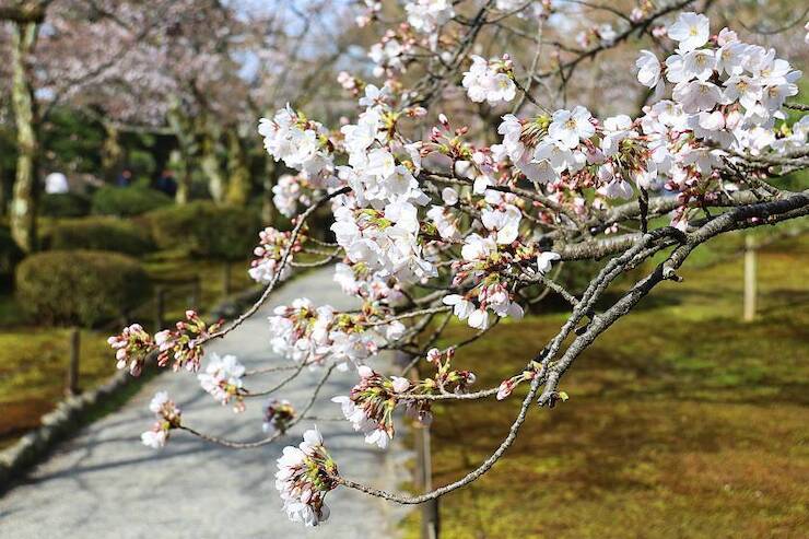 Cherry Blossom Reports 2024 Hokuriku Approaching Full Bloom