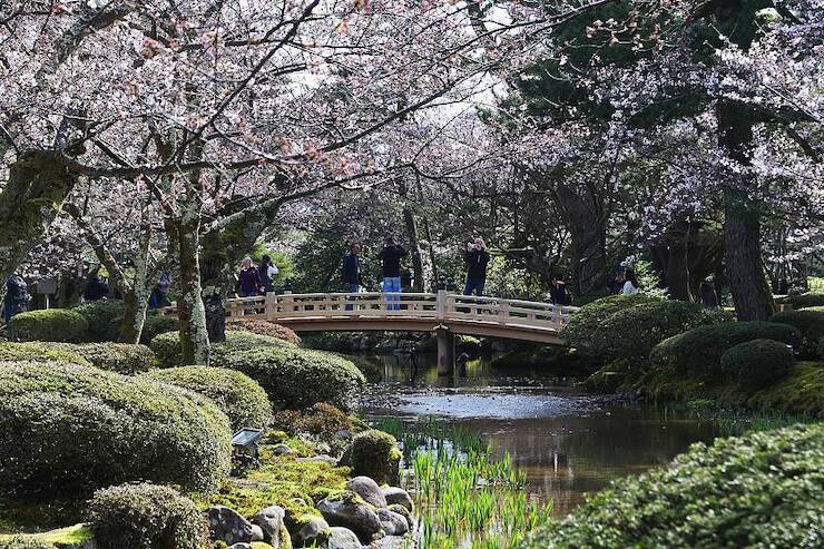 Cherry Blossom Reports 2024 Hokuriku Approaching Full Bloom