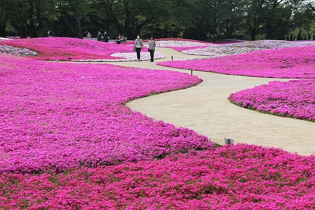 Shibazakura Polster Phlox Mal Anders Mein Schoner Garten Forum