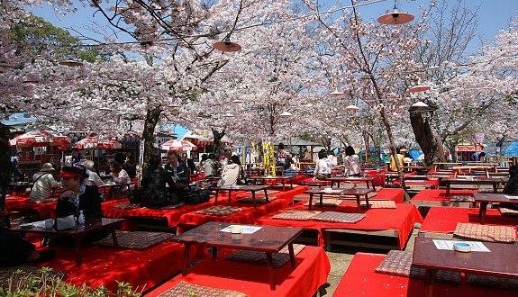 Maruyama Park for night market and more sakura