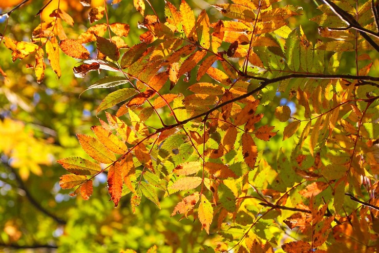 Autumn Wonderland: Exploring Towada-Hachimantai National Park