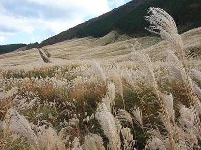 Autumn Color Report 2009: Hakone