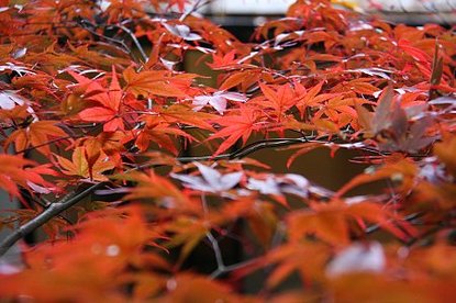 Autumn Color Blog 2008: Fuji Five Lakes