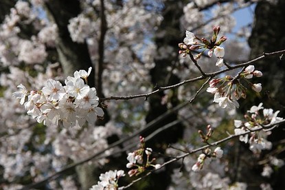 Cherry Blossom Report 2010: Kumamoto Report
