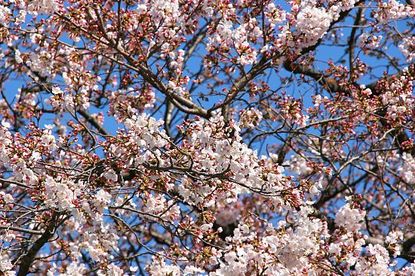 Francois' Japan Blog: Cherry Blossom Report: Nagoya