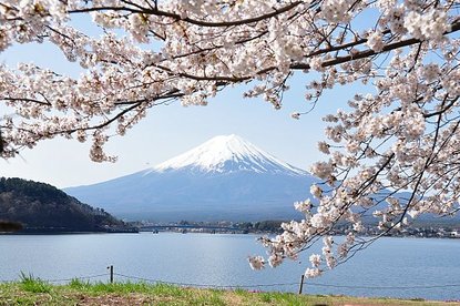 Cherry Blossom Report 2010: Fujigoko Report