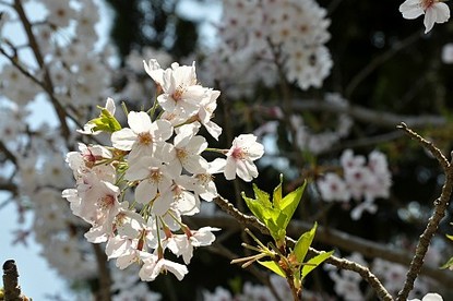 Scott's Japan Travel Journal: Cherry Blossom Report: Kamakura