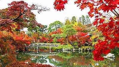 Autumn Color Reports 2017 - Koyasan: Peak Colors