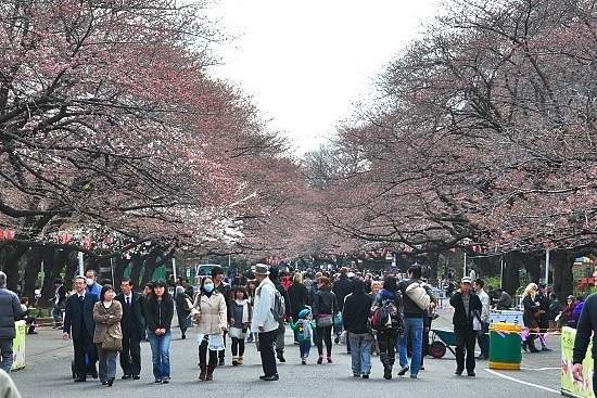 Cherry Blossom Report 2010: Tokyo Report