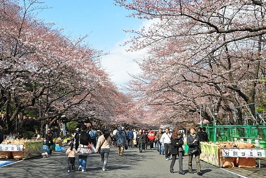 Cherry Blossom Report 2010: Tokyo Report