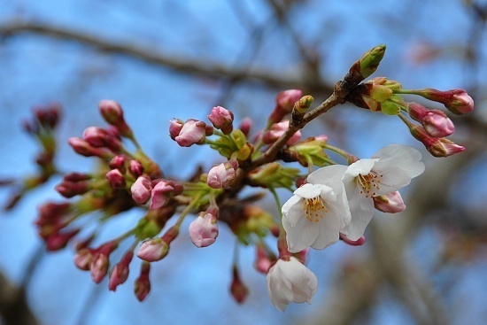 Cherry Blossom Report 2010: Kyoto Report