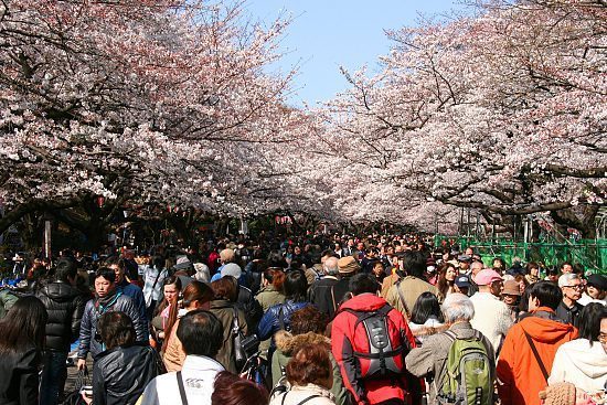 Cherry Blossom Report 2010: Tokyo Report