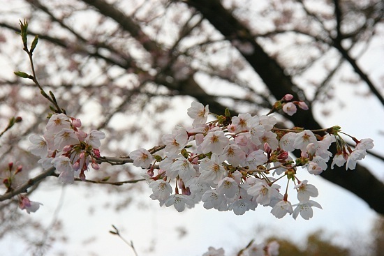 Cherry Blossom Report 2010: Tokyo Report