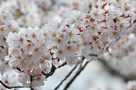 Cherry Blossom Report 2010: Nara Report