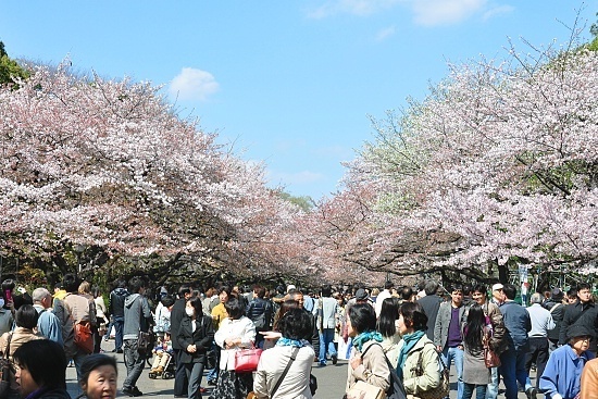 Cherry Blossom Report 2010: Tokyo Report