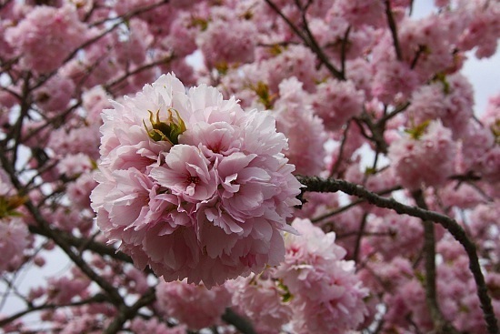 Cherry Blossom Report 2010: Kyoto Report