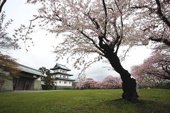 Cherry Blossom Report 10 Matsumae Report