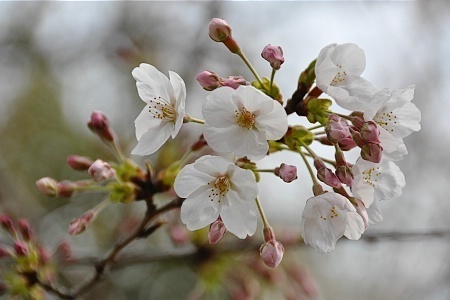 Cherry Blossom Report 2009: Hiroshima Report