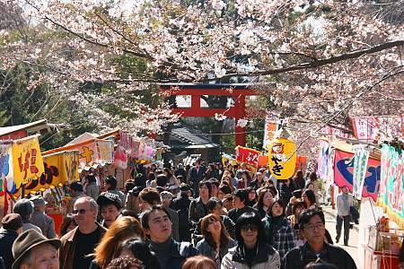 Cherry Blossom Report 2009: Kyoto Report