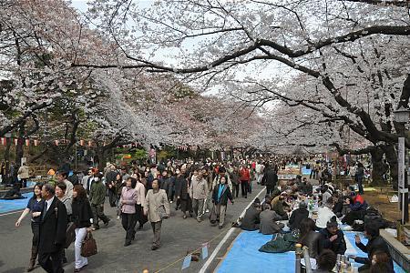 Cherry Blossom Report 2009: Tokyo Report