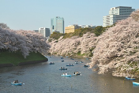 Cherry Blossom Report 2009: Tokyo Report