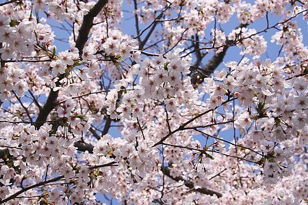 Cherry Blossom Report 2009: Kyoto Report
