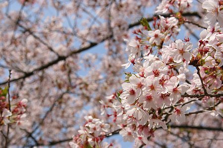 Francois' Japan Blog: Cherry Blossom Report: Kanazawa