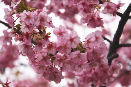 Schauwecker's Japan Travel Blog: Cherry Blossoms in Kawazu