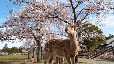 Nara Travel: Shin-Yakushiji Temple