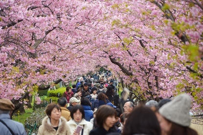 Jess' Japan Travel Journal: 2016 Kawazu Cherry Blossom Festival Report