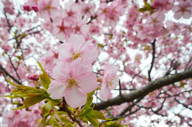 Jess' Japan Travel Journal: 2016 Kawazu Cherry Blossom Festival Report