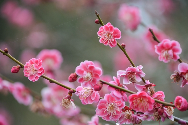 Jess' Japan Travel Journal: Plum Blossom Report from Kairakuen