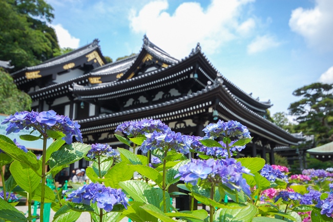 Jess Japan Travel Journal Ajisai Viewing In Kamakura