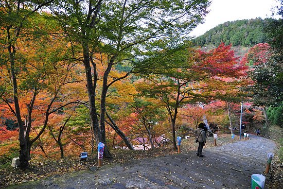 Scott's Japan Travel Journal: Autumn Color Report: Kyoto