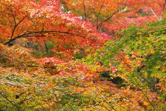 Autumn Color Report 2010: Kyoto Report