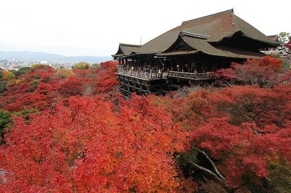 Autumn Color Report 2011: Kyoto Report