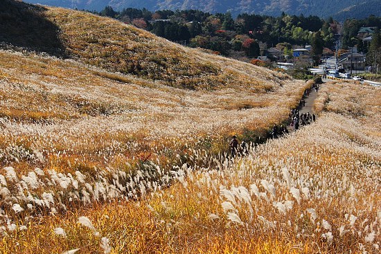 Autumn Color Report 2012: Hakone Report