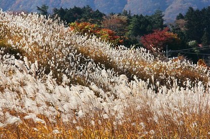 Autumn Color Report 2012: Hakone Report