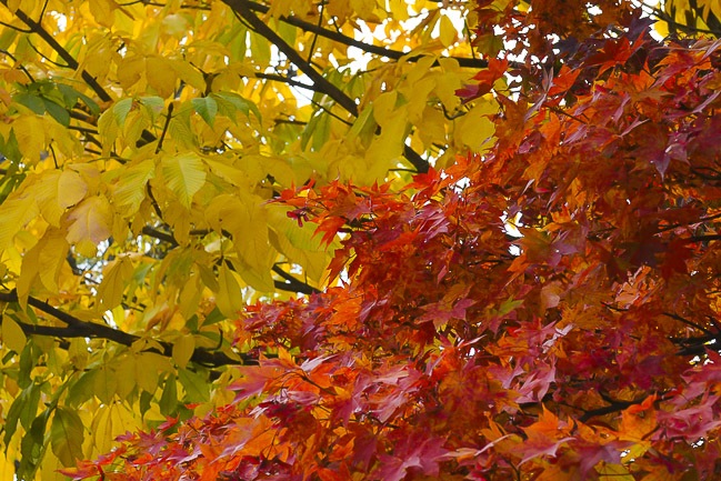 Autumn Color Report 2013: Towada Report