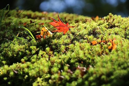 Schauwecker's Japan Travel Blog: Autumn Color Report: Kyoto