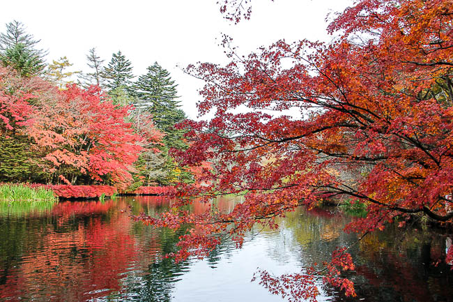 Autumn Color Report 2014: Karuizawa Report