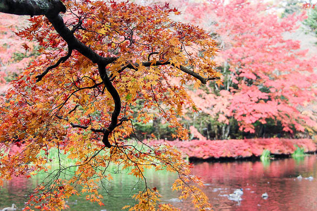 Autumn Color Report 2014: Karuizawa Report