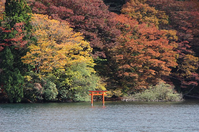 Autumn Color Report 2014: Hakone Report