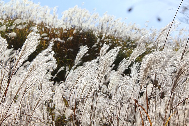 Autumn Color Report 2014: Hakone Report