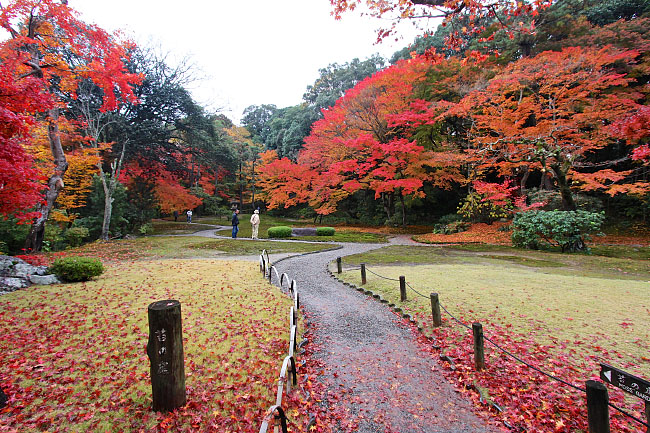 Autumn Color Report 2014: Nara Report