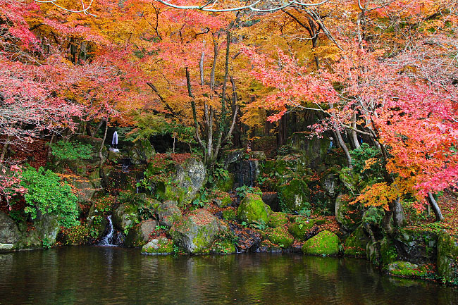 Autumn Color Report 2014: Kyoto Report